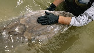 Top 10 Strangest Fish Ever Caught [upl. by Giustino]