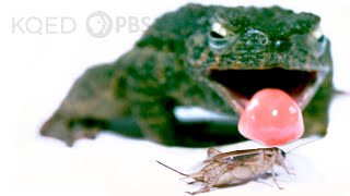 What Makes This Frogs Tongue So Fast AND Sticky  Deep Look [upl. by Erual885]