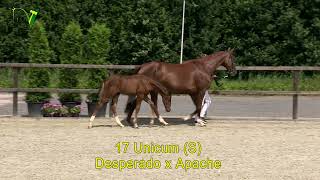 Veulenveiling Dronten  17  Unicum S  Desperado x Apache [upl. by Blackington33]