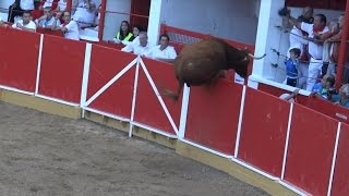 VAQUILLA SALTANDO LA BARRERA EN LA PLAZA DE TOROS DE FITERO 14092015 [upl. by Mayrim775]