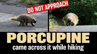 Porcupine  Encountered It While Hiking in Glacier Bay National Park [upl. by Basia]