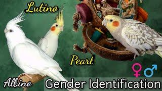 How to tell Gender of your Cockatiels  Lutino Albino amp Pearl Cockatiel Gender Identification [upl. by Dronel]