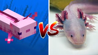 Axolotl in Minecraft vs Real Life [upl. by Tnomyar918]