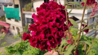 How to Grow Cockscomb  Growing Cockscomb Flower In The Garden  Celosia  मखमली फूल [upl. by Casie]