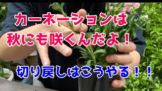 カーネーション🌺花が終わったらどうする？？来年も咲かせる方法・切り戻しのやり方を解説！！😄 [upl. by Rossy]