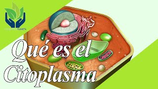 Citoplasma explicación y ejemplos [upl. by Tehr]