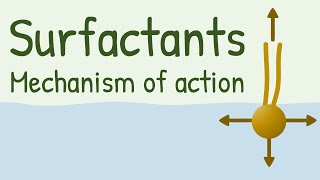 Surfactants Mechanism of Action [upl. by Slayton450]