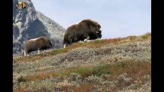 Musk Ox  Documentary Please subscribe to the channel [upl. by Mannie]