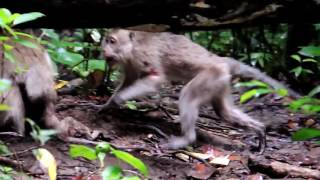 Infanticide in Long tail Macaque [upl. by Lalad]