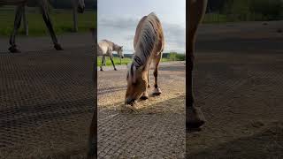 Fauni der Staubsauger 😅😂😅 horse pferdesport equestrian pferdetraining pony horses pferde [upl. by Culhert]