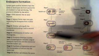 Endospore Formation [upl. by Naimed]