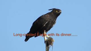 Long crested Eagle in Kruger National Park  Selfdrive adventure wildlife krugernationalpark [upl. by Ovida]