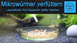 Mikrowürmer züchten und verfüttern  Lebendfutter selber machen  Fischfutter  Anleitung  Rezept [upl. by Carita807]