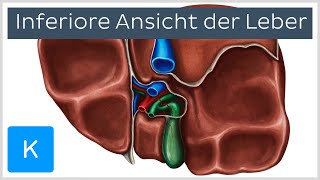 Histologie Leber und Gallenblase  Mikroskopische Anatomie  AMBOSS Video [upl. by Doro]