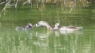 Grebe Family  Baby Chicks In October [upl. by Michail971]