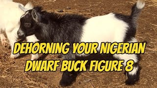 Dehorning Your Nigerian Dwarf Buck with the Figure 8 [upl. by Elsi]