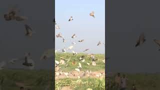 Sir Gar Muqabla like pigeon birds kabotarbazi sports [upl. by Asilrahc894]