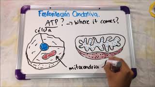 Fosforilación Oxidativa Bioquímica [upl. by Stanzel889]