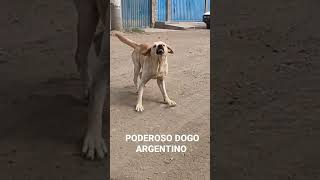 dogo argentino vs firulais [upl. by Eytteb]