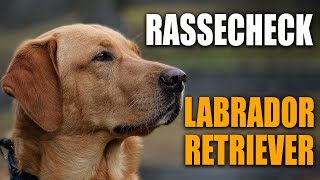 Labrador Retriever  Rasseportrait Rassebeschreibung  Stadtfelle Rassecheck [upl. by Gauthier]