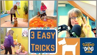 3 Easy Tricks Every Dog Should Know 68 [upl. by Cutlor]