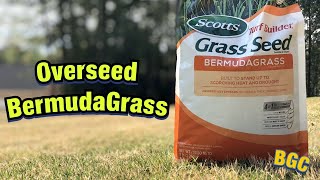 Should I overseed my bermudagrass [upl. by Aremaj]