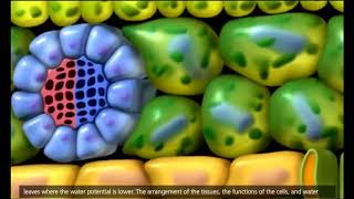 Transporte em plantas  Xilema e Floema  Transpiração 3D Animation [upl. by Erusaert371]