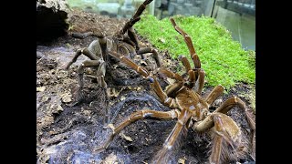 Theraphosa stirmi pairing [upl. by Pomeroy]