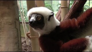 Sifaka Lemur Training  the Maryland Zoo [upl. by Oicnecserc]