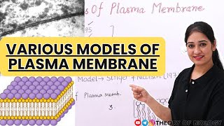 MODELS OF PLASMA MEMBRANE STRUCTURECELL BIOLOGY NEETCLASSXICBSEICSE BOARD [upl. by Htenaj]