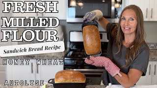 Fresh Milled Flour Sandwich Bread  Soft Honey Whole Wheat Bread Recipe  Autolyze Method [upl. by Winther]