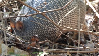 Armadillo looks for food under leaves [upl. by Aicekal576]