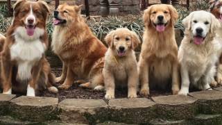 KeenDog Golden Retriever Puppy Training What To Expect [upl. by Apgar]