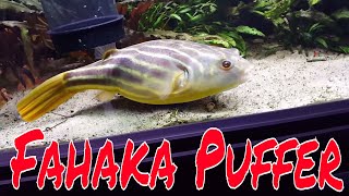 The Fahaka Puffer Feeding Live Food and Big Update on the Fahaka Puffer [upl. by Millur967]