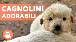 CAGNOLINI Adorabili e Divertenti 🐶 Video di Cuccioli Tenerissimi [upl. by Fording308]