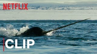 Our Planet  Narwhals  Clip  Netflix [upl. by Atimed]