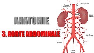 ANATOMIE  Gros vaisseaux de labdomen  3 AORTE ABDOMINALE [upl. by Eric491]