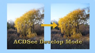 ACDSee Develop Mode Workflow [upl. by Akeimahs]