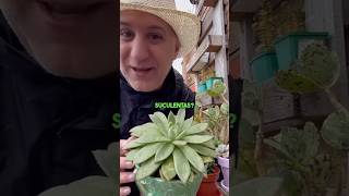 ¡El SECRETO del Agua de Lluvia para Suculentas 🌧️🌵 suculentas plantas cactusysuculentas [upl. by Krongold]