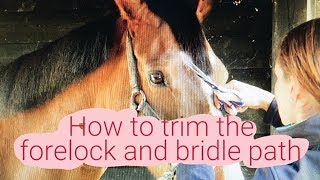 HOW TO TRIM THE FORELOCK AND BRIDLE PATH [upl. by Arihs]