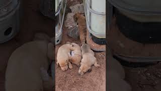 Como dormem gostoso aquinaroça short terrinha cachorro [upl. by Masao]