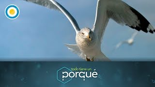 ¿Por qué vuelan los pájaros 1 de 3  Todo tiene un porqué [upl. by Oilicec]