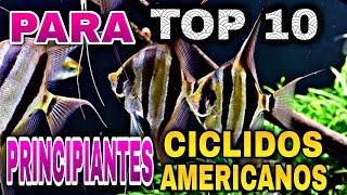 Top 10 Ciclidos AMERICANOS para PRINCIPIANTES agradecimiento a rodneysfishtank [upl. by Sascha]