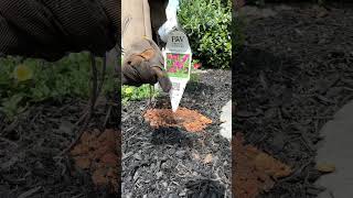 Planting Truffula Pink Gomphrena [upl. by Namlaz57]