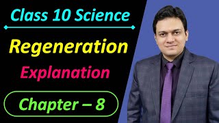 Regeneration Class 10 Science Chapter 8 How do Organisms Reproduce [upl. by Nuahsel490]