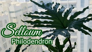 Thaumatophyllum Bipinnatifidum  Philodendron Selloum [upl. by Animsaj]