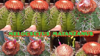 MELOCACTUS Matanzanus Dicas Importantes Sobre o seu Cefálio cacto coroa de frade [upl. by Yenwat]