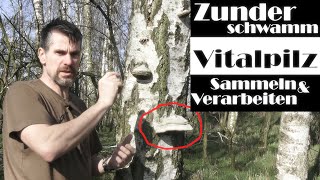 Zunderschwamm  Vitalpilz  Bedeutung und Anwendung [upl. by Fries]