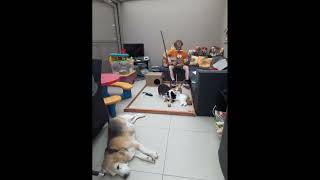 Toeloessy and Minoessy are 2 Cats 20240826part119 shortsvideo [upl. by Straus]