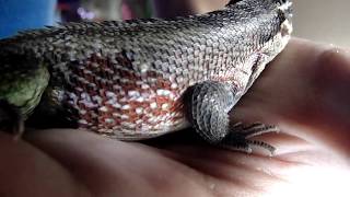 our new curly tailed lizardcare [upl. by Yehc]